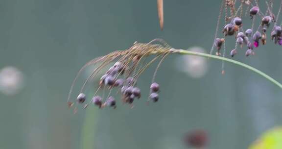 湖边野生植物野花果实