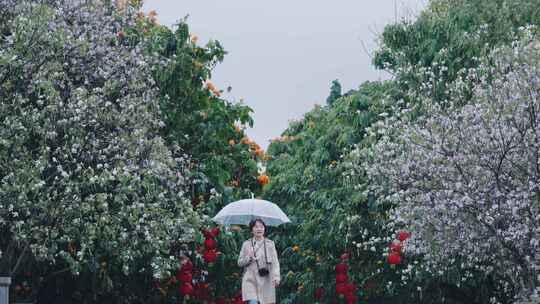 春日紫荆花盛开美景雨中赏花撑伞漫步的女性