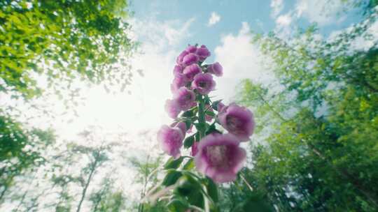 森林鲜花花朵