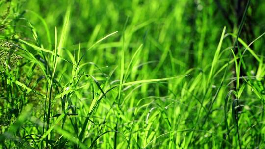 春天季节花草植物万物复苏