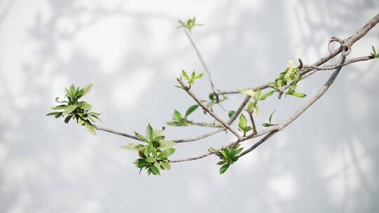 中式合院院子里枝繁叶茂的树