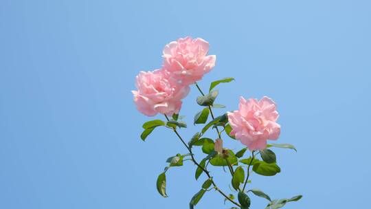 盛开的粉红色玫瑰花月季花