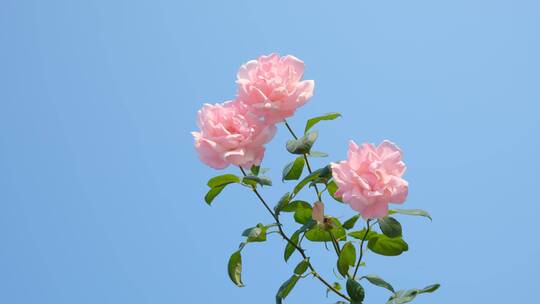 盛开的粉红色玫瑰花月季花视频素材模板下载