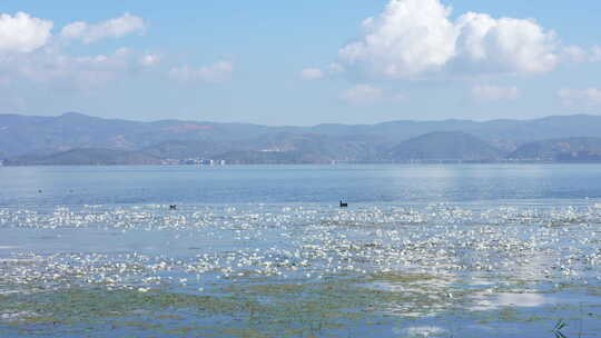 大理洱海丽江海菜花昆明滇池抚仙湖美景