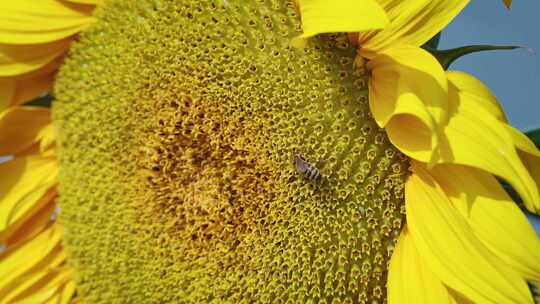 夏天向日葵蜜蜂采蜜视频素材模板下载