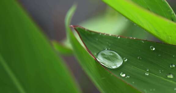 （慢镜）下雨天挂着水珠的绿叶微距特写