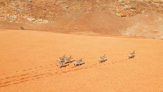 在非洲纳米比亚纳米布沙漠中奔跑的斑马