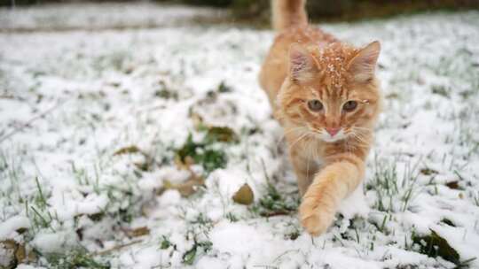 小橘猫在雪地里玩耍