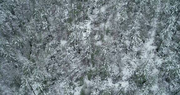 航拍大兴安岭春季森林极端天气降雪