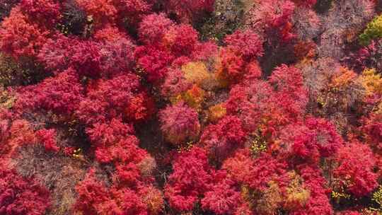 4K秋天五花山吉林东北秋景日出云海云雾逆光