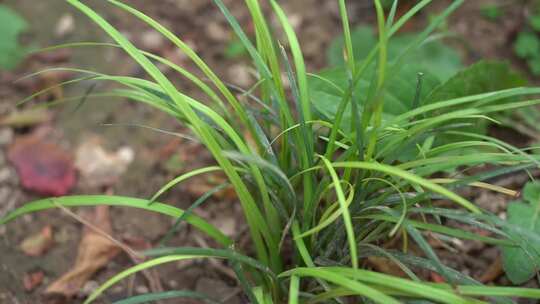 小区绿化 草 小草 绿植 植物