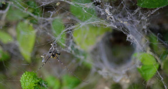 特写户外自然蜘蛛网上昆虫