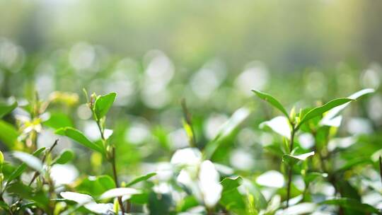 春天万物复苏长势喜人的茶园地里的绿色茶叶