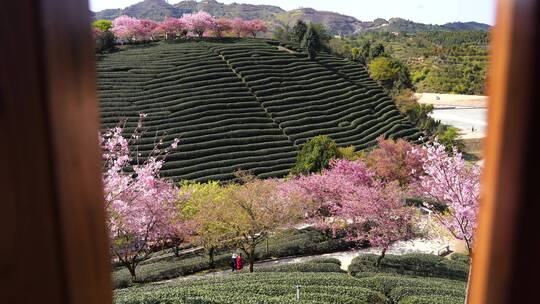 樱花树 茶园樱花美景 浪漫樱花茶园