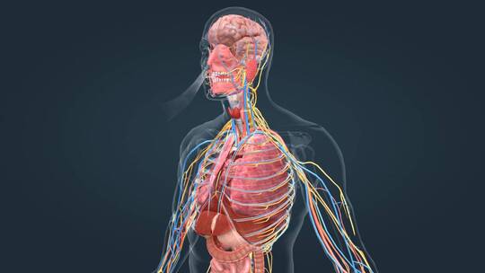人体 器官 呼吸 支气管 大脑 肺部动画