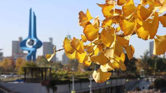 济南泉城广场秋季银杏林，树木叶子变黄