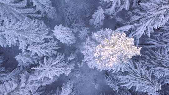 冬季 针叶树 冰冻松树林