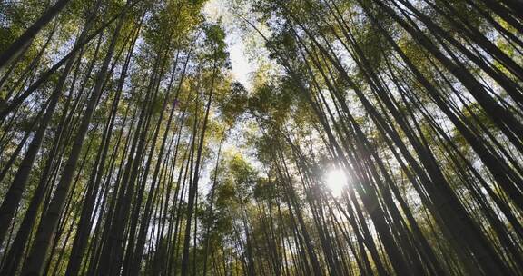 清晨阳光竹林竹叶幽静光影禅意