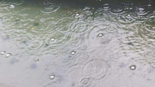 大自然雨季下雨雨滴树林树叶雨水