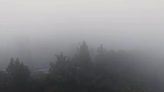 浓雾清晨