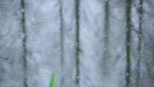 下雨天 雨水滴落在公园湖泊视频素材模板下载