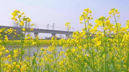 杭州临平春天油菜花花田高铁驶过