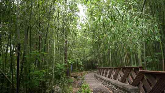 竹子竹林写意水墨