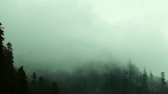 清晨森林里浓雾飘散视频素材模板下载
