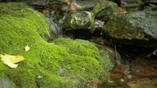 春天森林山间小溪泉水青苔藓