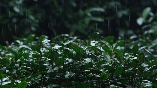 春雨雨滴茶园新茶杭州西湖龙井升格视频视频素材模板下载