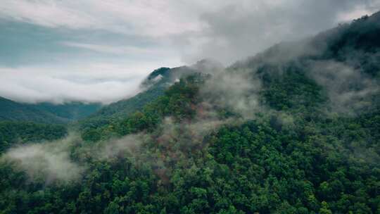 山川云雾丛林