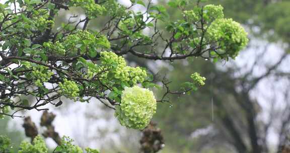 春雨绿绣球花绽放特写