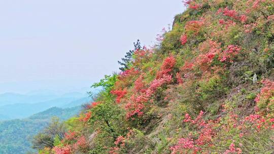 航拍高山杜鹃花6