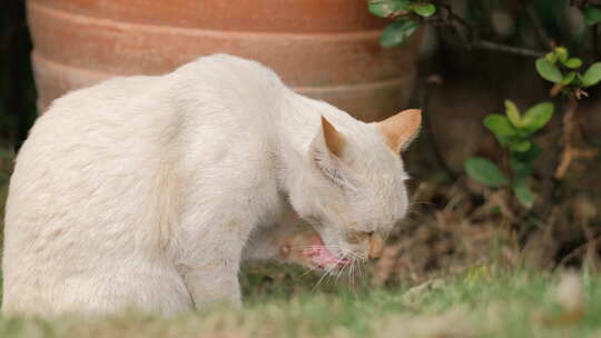 白色的猫在舔爪子