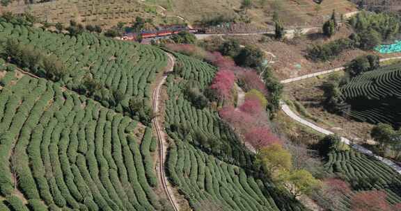 福建漳平龙岩永福樱花茶园