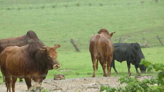 大草原畜牧养殖牧场牛吃草视频素材模板下载
