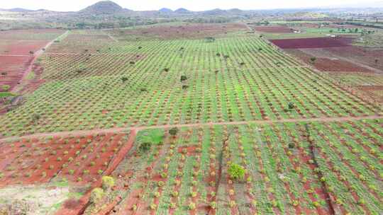 智能农业技术——肯尼亚鳄梨农场的无人机视