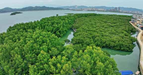 盐洲红树林保护区惠东候鸟白沙村