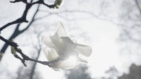 4K-玉兰花开，玉兰花实拍素材，玉兰花盛开