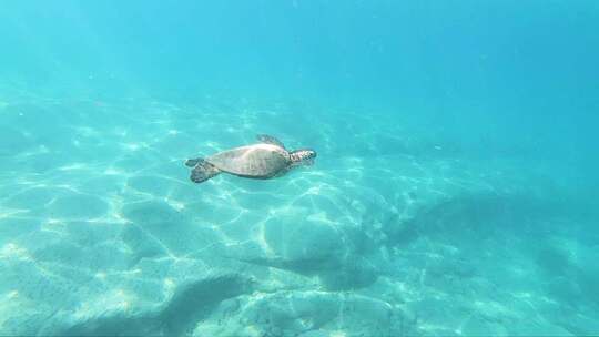 夏威夷海龟在美丽清晰的环境中