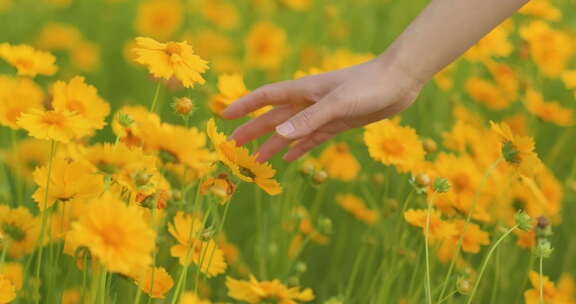 夏日阳光穿透花草手拂花朵