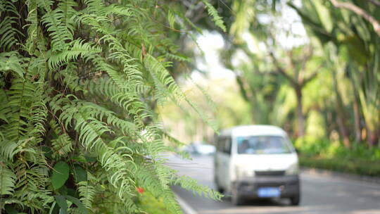 热带雨林森林汽车开车骑车道路