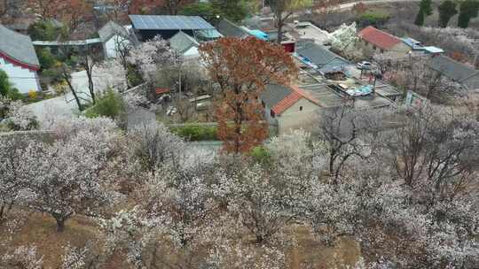 山村樱桃花开了