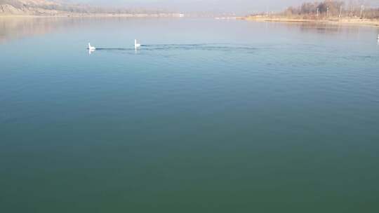 青海贵德天鹅湖碧水水鸟航拍视频