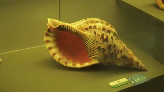海洋生物贝壳海螺贝类标本视频素材模板下载