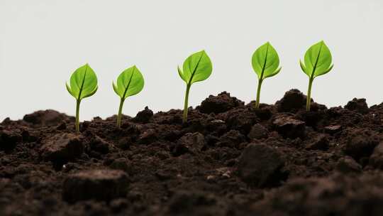 土壤中嫩绿幼苗生长画面
