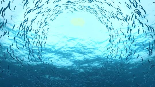 鱼群环绕的水底海底海洋三维渲染镜头背景