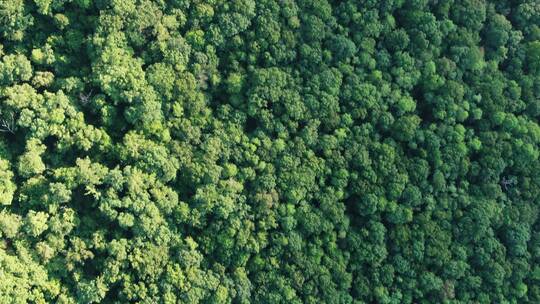 无人机拍摄的茂密森林