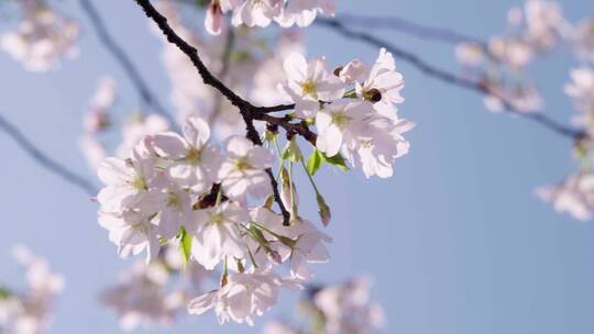 实拍杭州三月春天樱花盛开-樱花特写