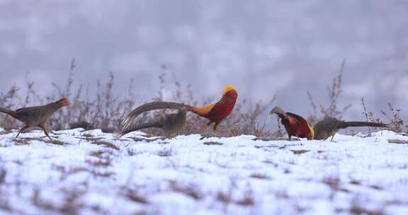 凤凰传说：红腹锦鸡雄鸟雪地里向雌鸟求偶